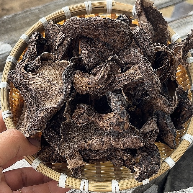 【木白】西藏高海拔下山货虎掌菌2024自然晾晒干货