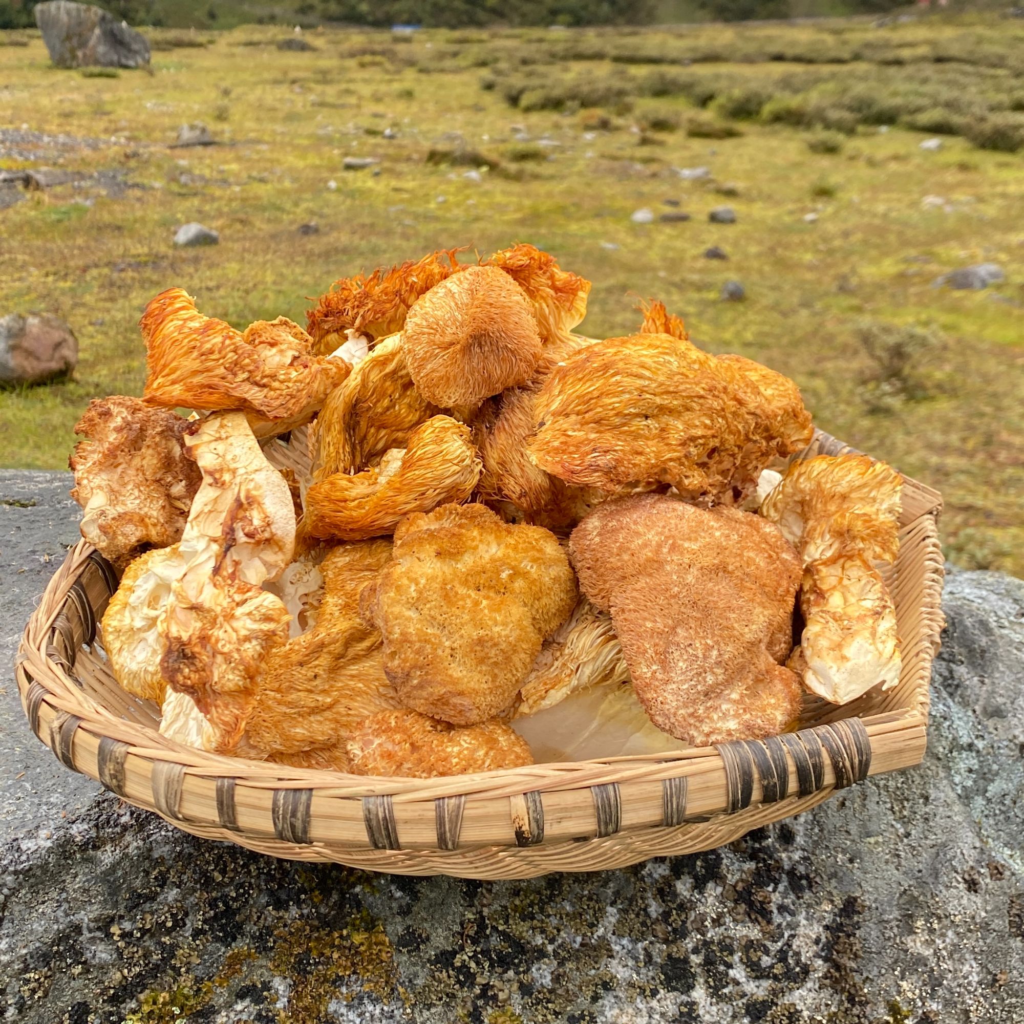 【木白】西藏高海拔下山货猴头菇