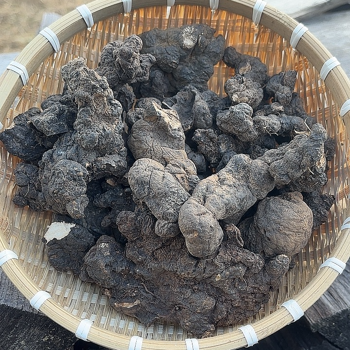 【木白】西藏高海拔下山货猪苓