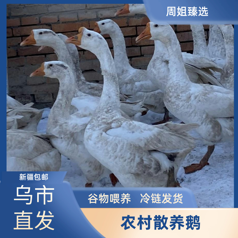 【散养大鹅】农村散养鹅冷链锁鲜发货农家自养速冻