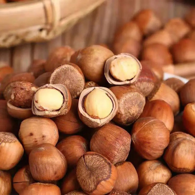 榛盆景素材，庭院绿植花卉