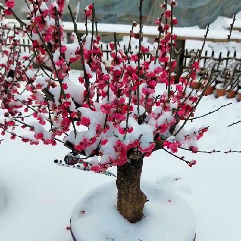 梅花盆栽 骨里红梅花老桩庭院耐寒植物 四季开花