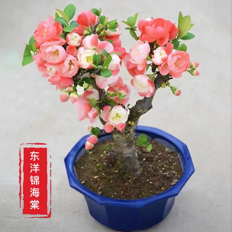 东阳锦海棠庭院阳台植物 