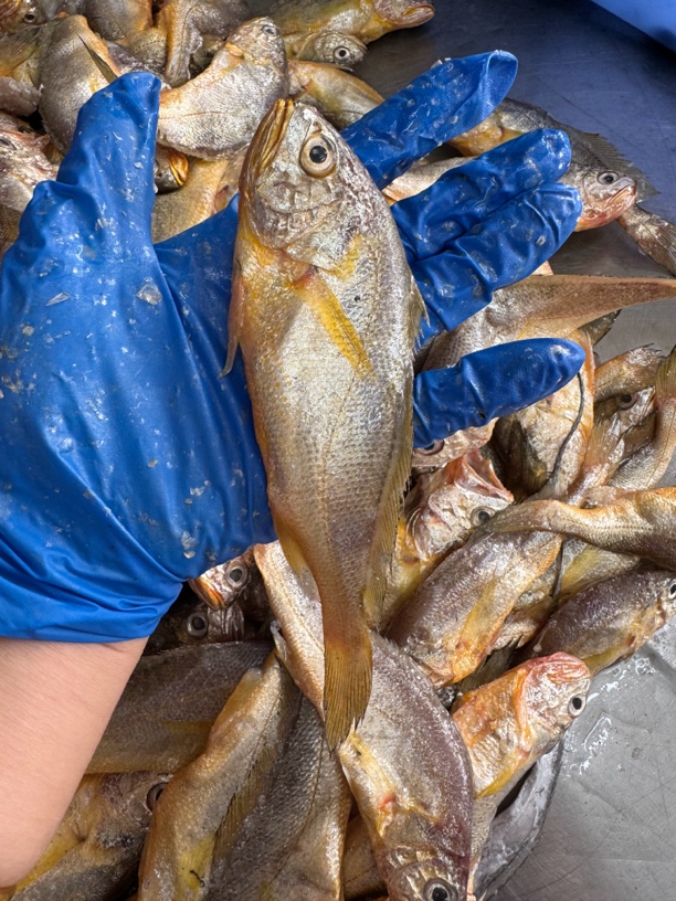 吕四港纯野生黄鱼