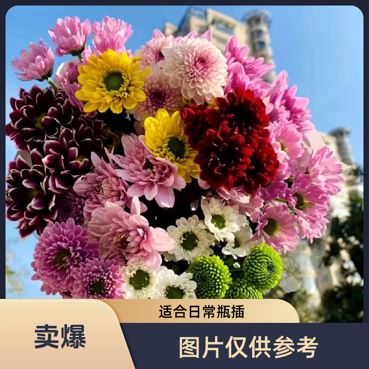 （混色小雏菊）东北辽宁凌源基地直发顺丰包邮