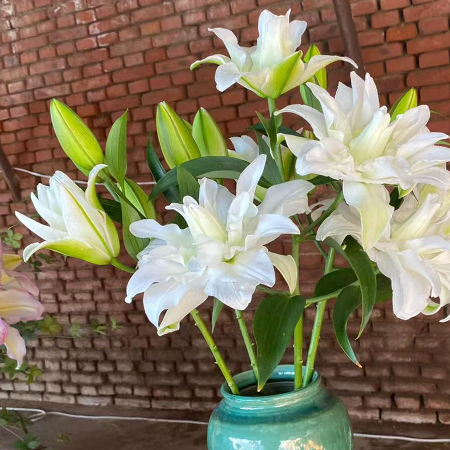 【冰雪女王】 重瓣香水百合 纯洁 高贵 洁白婚礼顺丰包邮水生鲜切花