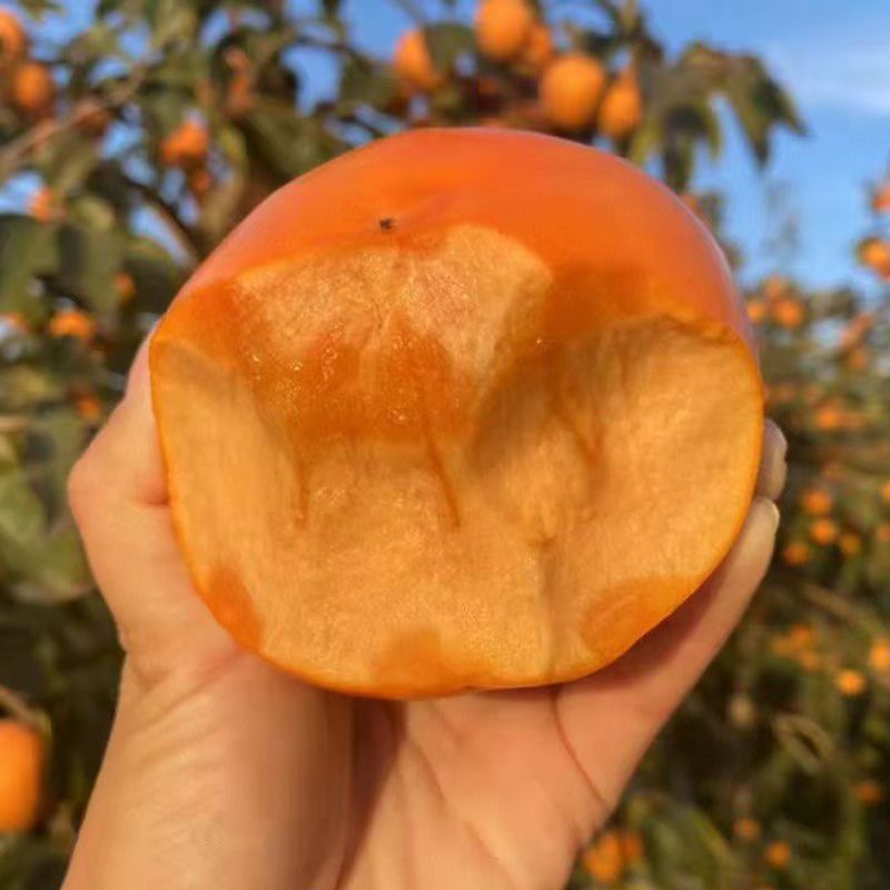 一树一拍洋丰太秋火晶甜柿树苗盆栽地栽脆甜柿子南北方适宜种植