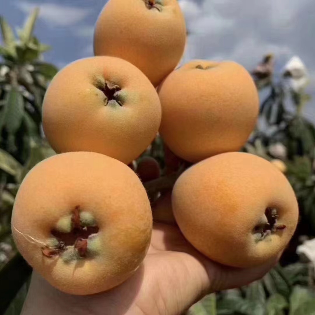 大五星枇杷苗 自家苗圃 现挖现发 苗子壮根系好 保湿发货成活率高