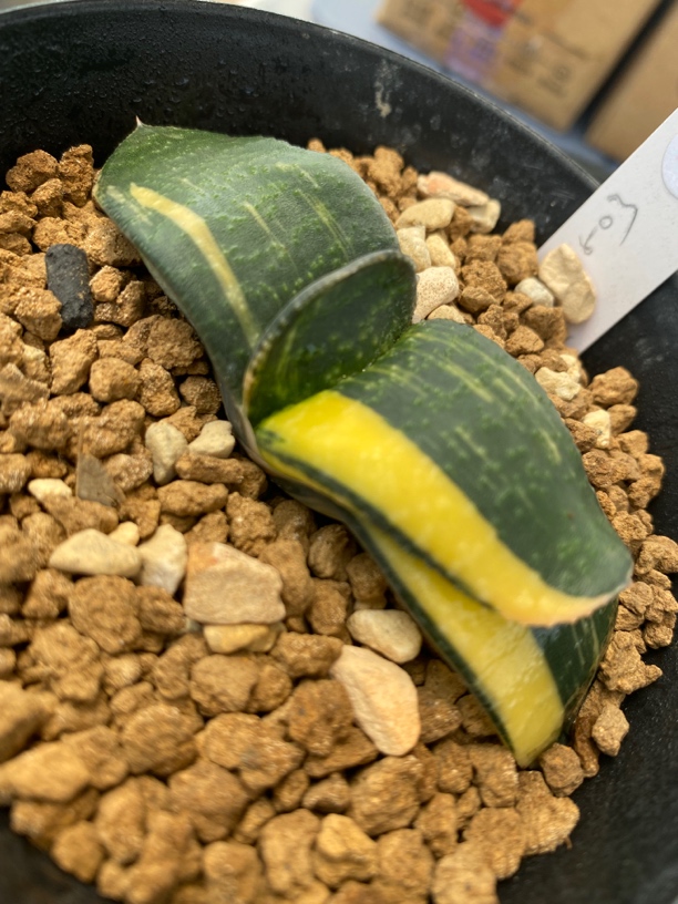 多肉植物卧牛实生锦122
