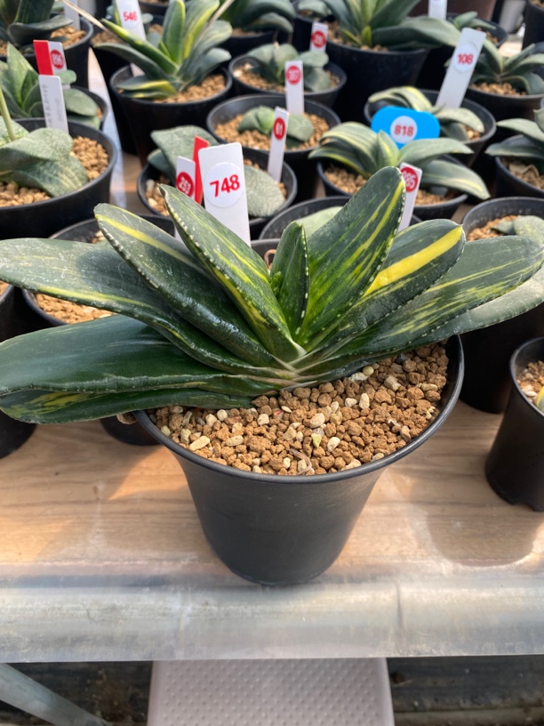 748卧牛实生锦多肉植物直径21公分左右巨无霸