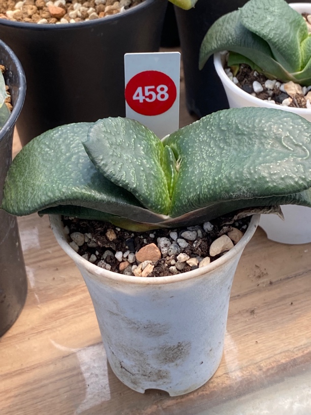 458卧牛实生多肉植物