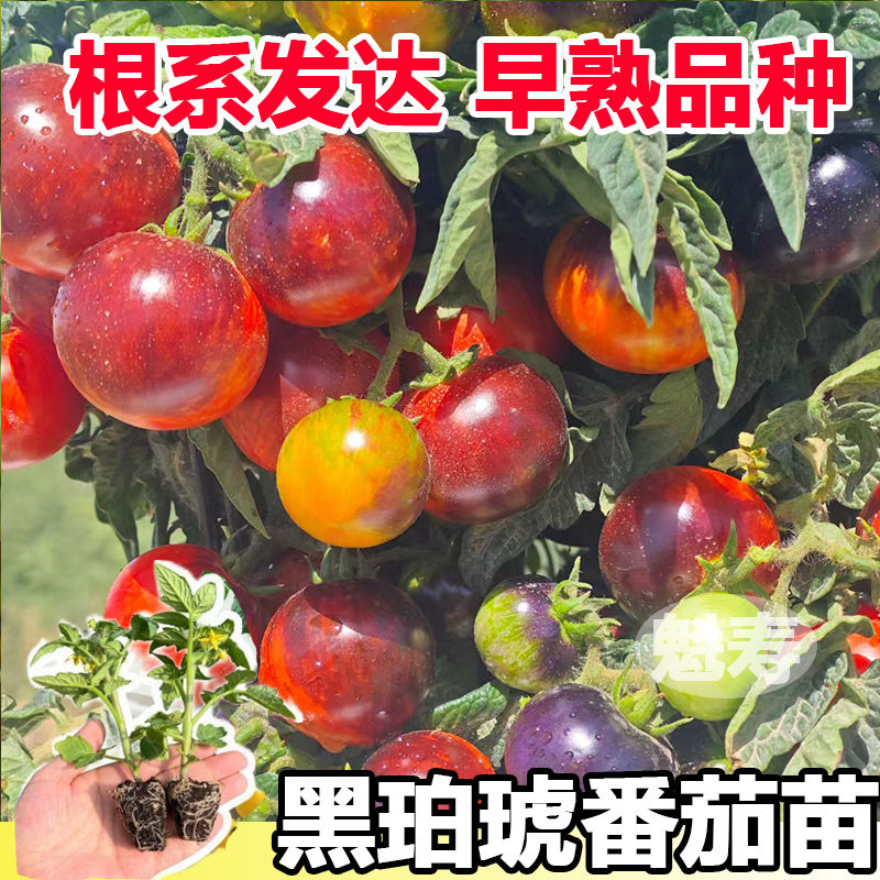 黑珀琥唐伯虎小柿子黑色小番茄黑宝石小西红柿种子