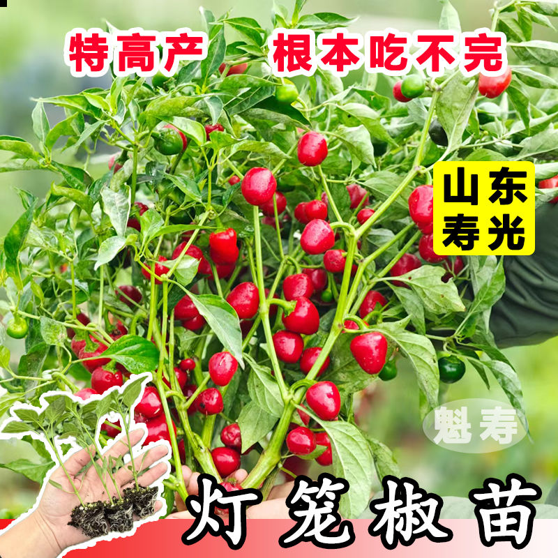 灯笼辣椒樱桃红泡椒种子坛子椒鸡心辣椒种籽四季高产蔬菜种子