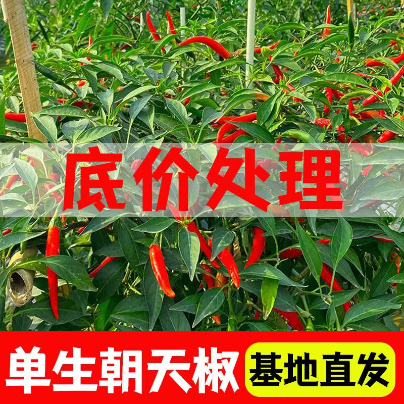 辣椒苗朝天辣椒苗特辣指天椒小米椒小米辣秧苗四季阳台盆栽蔬菜苗