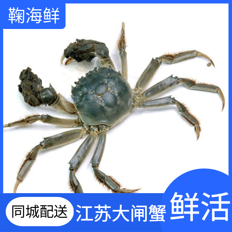 大闸蟹2.0（母蟹）【1.7-2.1两/只】10月15前、个别有苦味