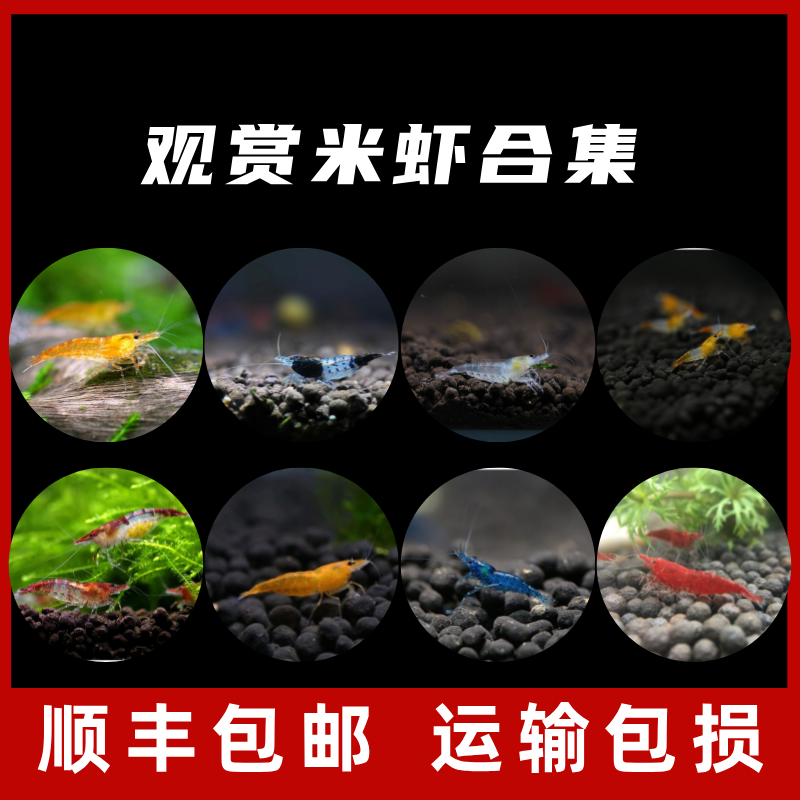  观赏鱼米虾合集淡水清洁除藻草缸小米虾极火樱花黄金米金背工具