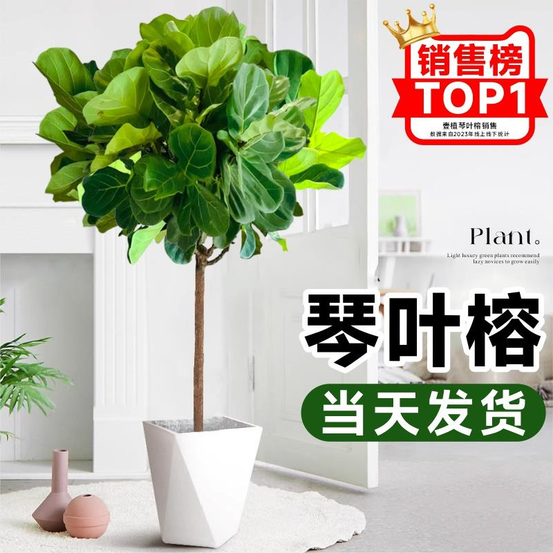 琴叶榕绿植室内客厅盆栽大叶植物办公室吸甲醛好养易活老桩