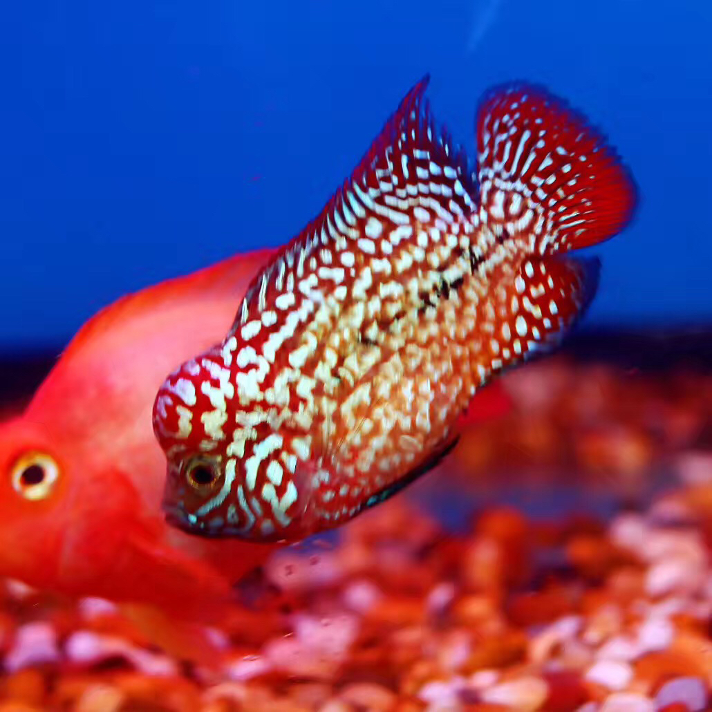 罗汉鱼直播挑选专拍链接