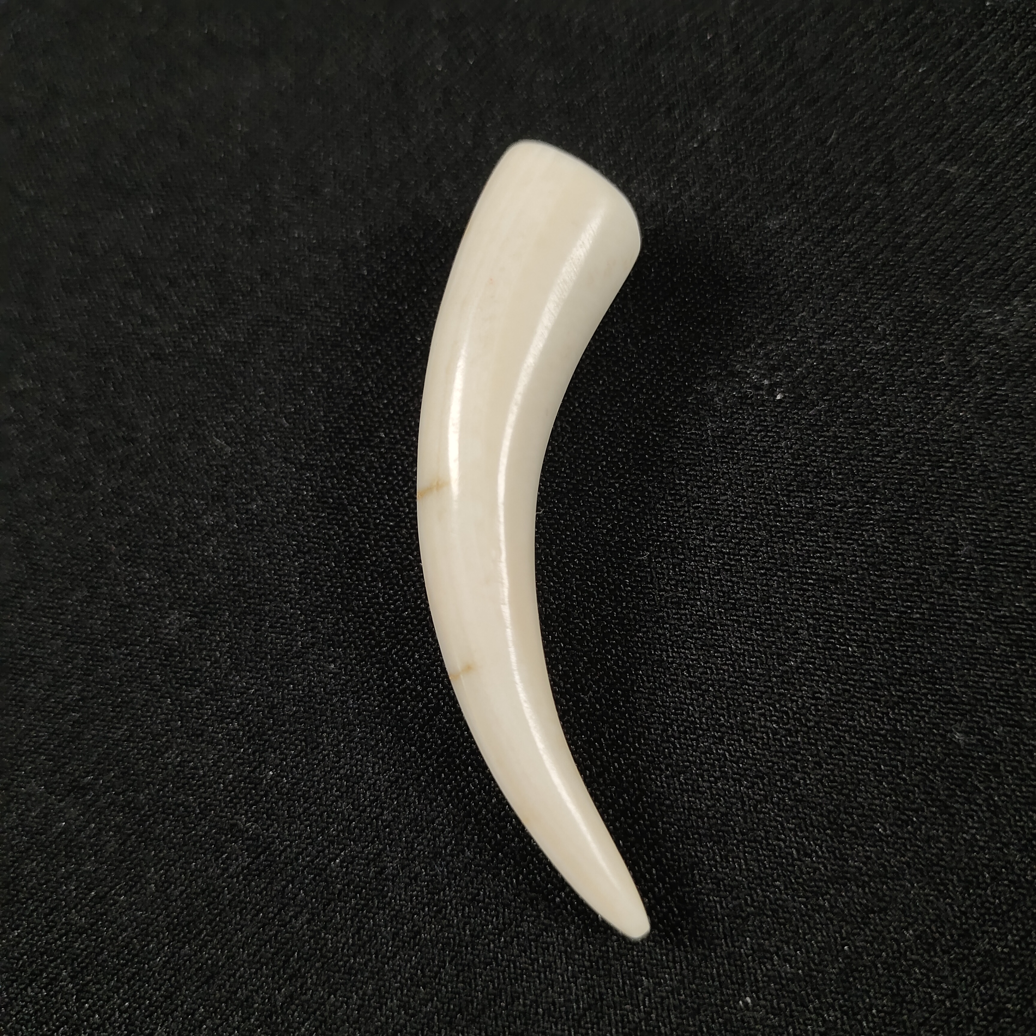 J101010   只做天然猛犸牙  带皮牙尖  50.6X11X10mm