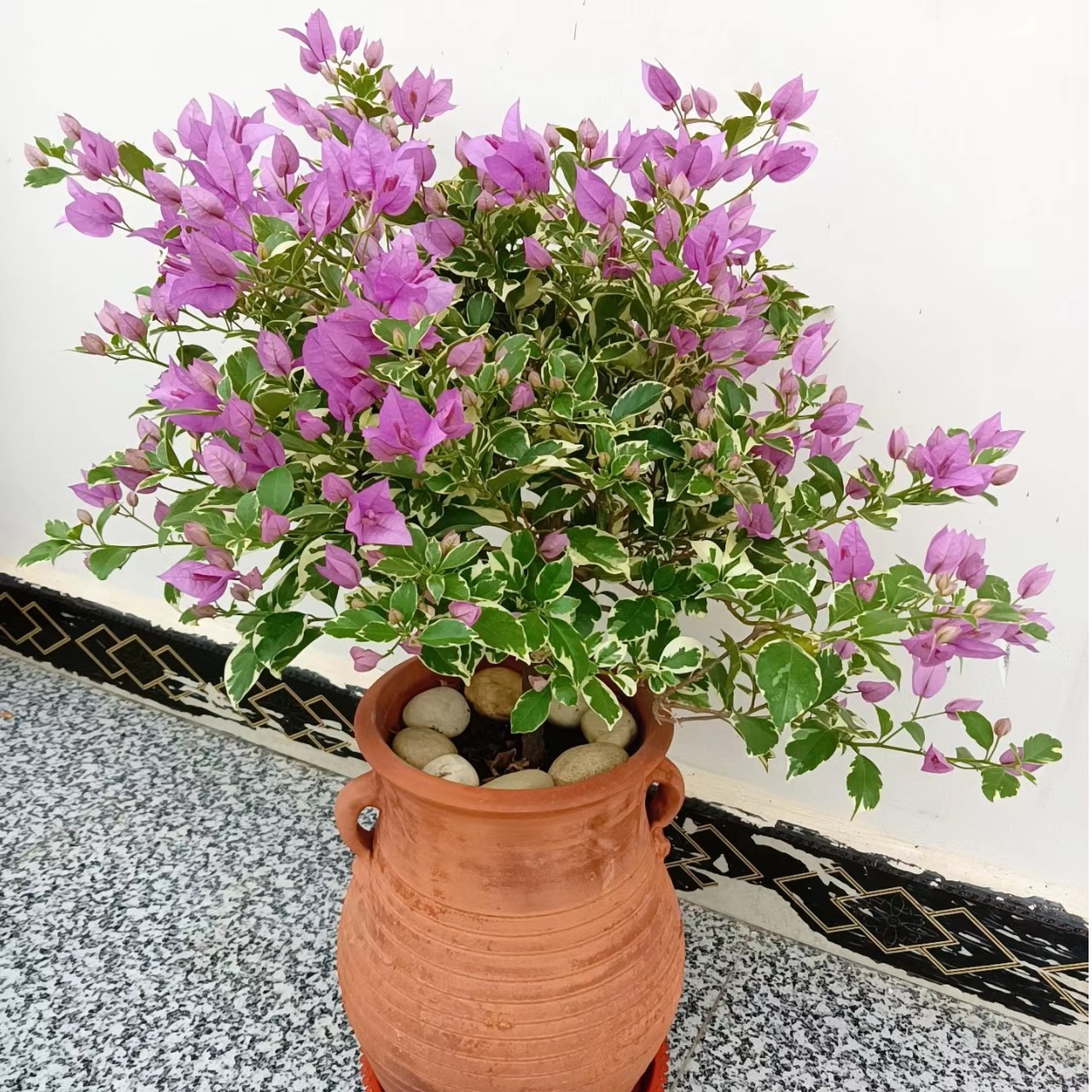花叶共赏（银边水仙紫）三角梅淡紫色爬藤庭院绿植四季勤花带花带盆