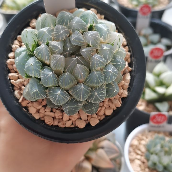 404号霓虹灯糊斑 母本株 一物一拍 带盆土发货