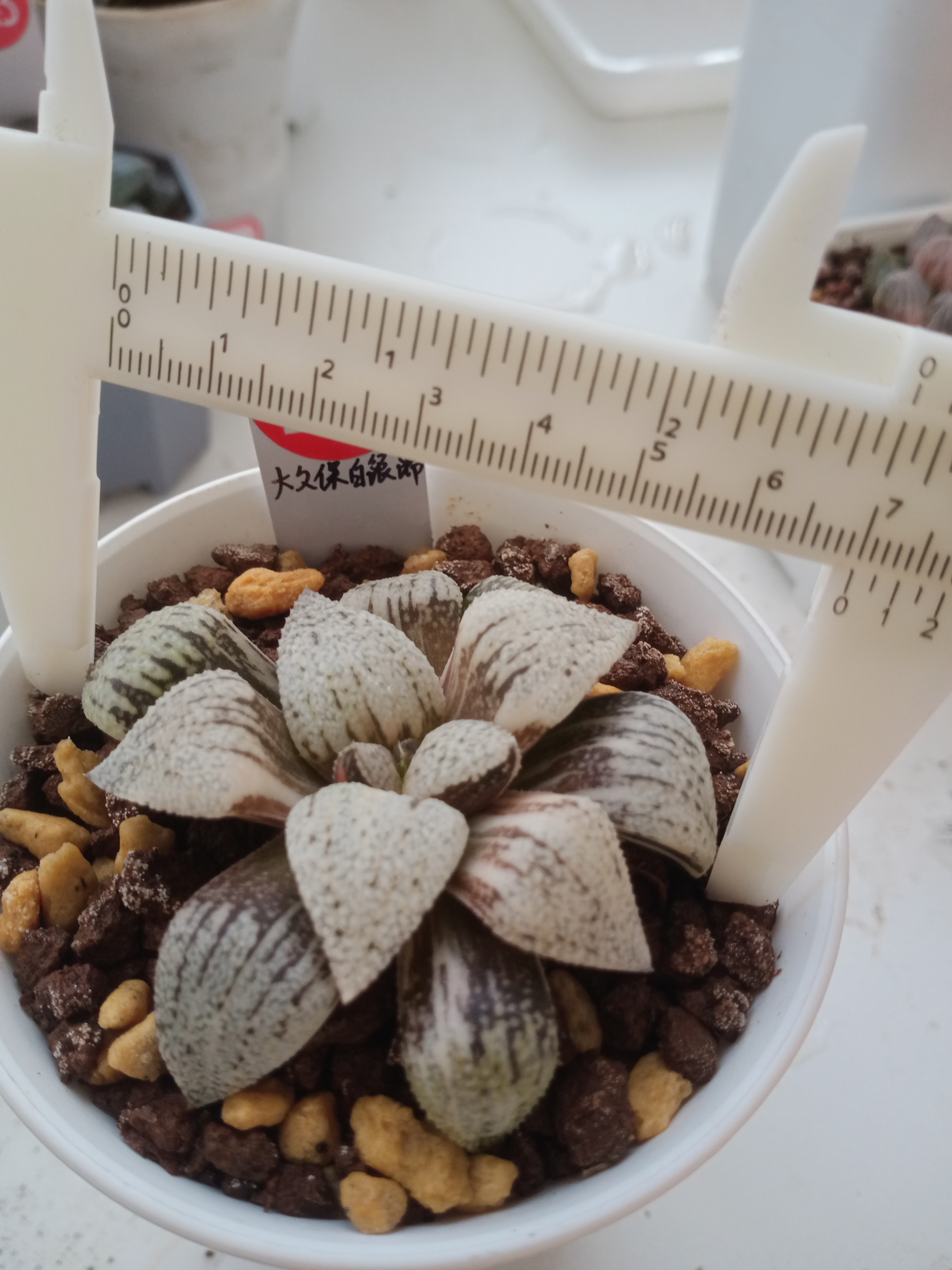 226号大久保白银锦 冠幅7cm左右 多肉植物 一物一拍带盆土发货