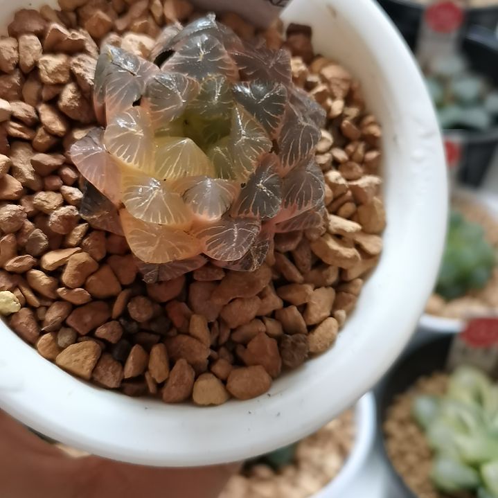 米*实生糊斑玉露锦一物一拍带盆土发货