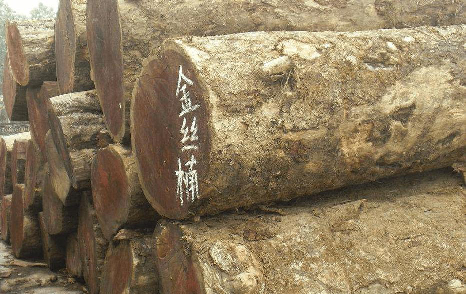 四川小叶金丝楠木（偏远地区不包邮）