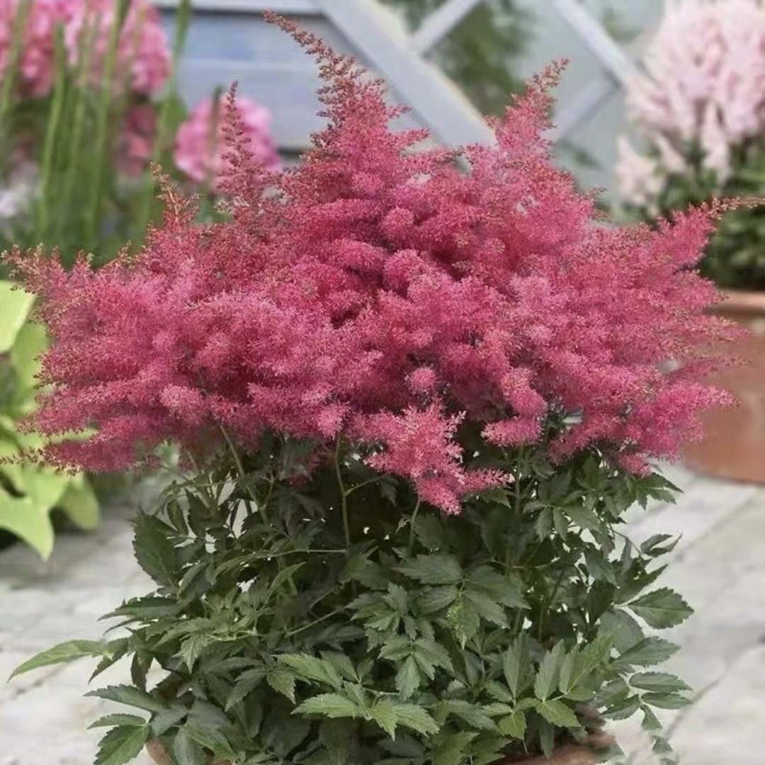 落新妇盆栽带花苞阳台庭院球根花镜植物多年生宿根花卉络新妇大苗