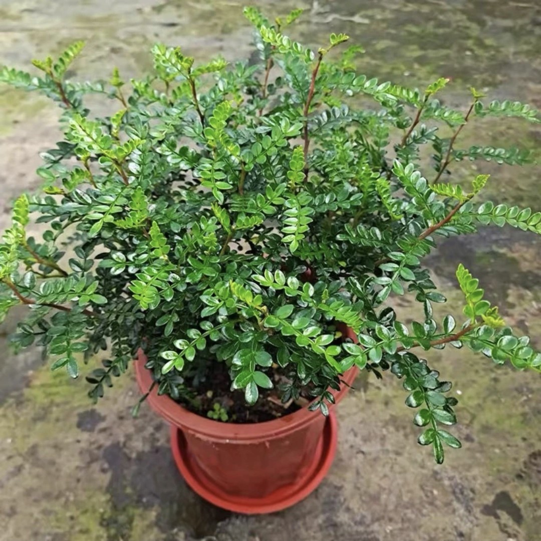 清香木盆栽室内庭院植物净化空气吸甲醇驱蚊观叶四季常青绿植盆景