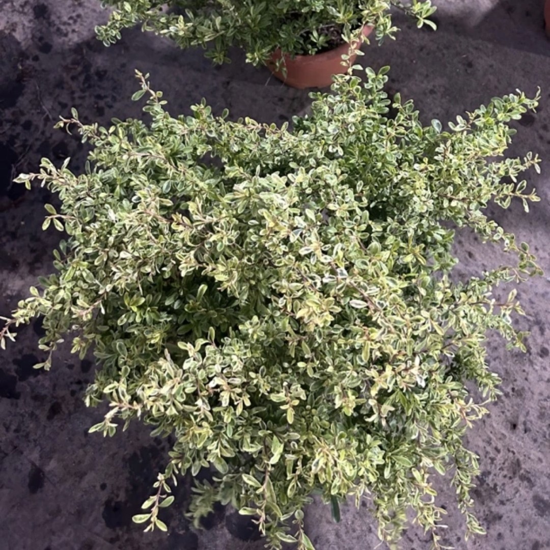 小丑火棘花镜盆栽庭院花园多年生灌木耐寒耐热彩色木观叶植物包邮