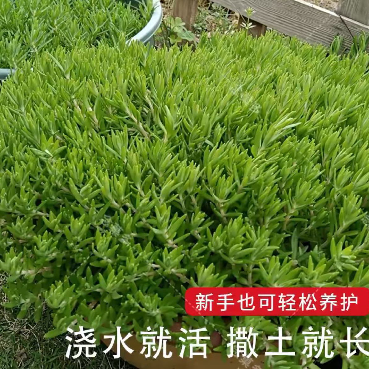 4盆佛甲草地被植物室内外庭院盆栽四季常青绿植好养