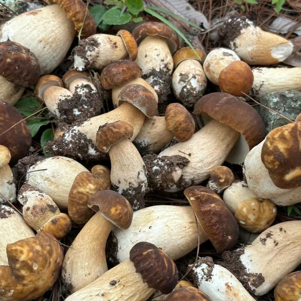 【百村千人】牛肝菌干货四川特产菌  美味白牛肝菌