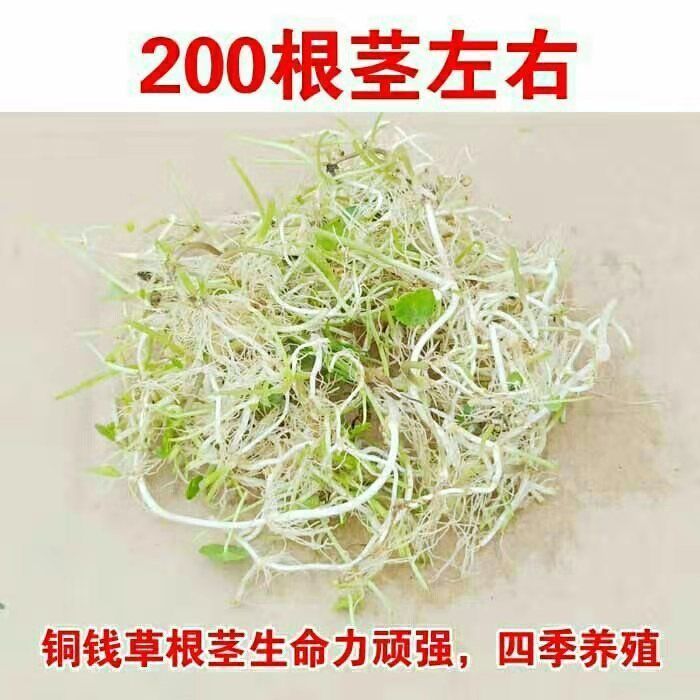 铜钱草根茎水培植物室内室外好养绿植净化空气懒人盆栽