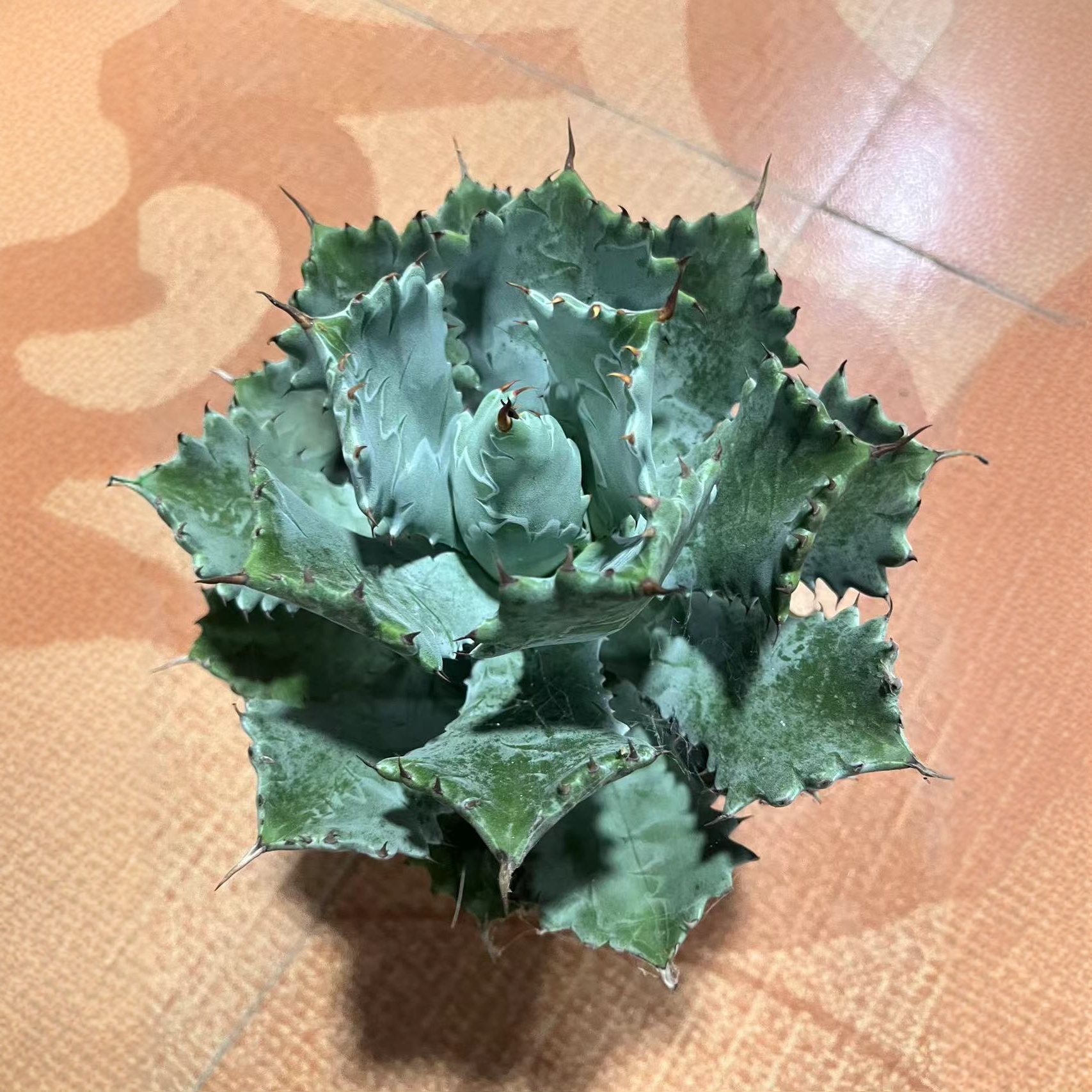 满18包邮 （甲蟹）