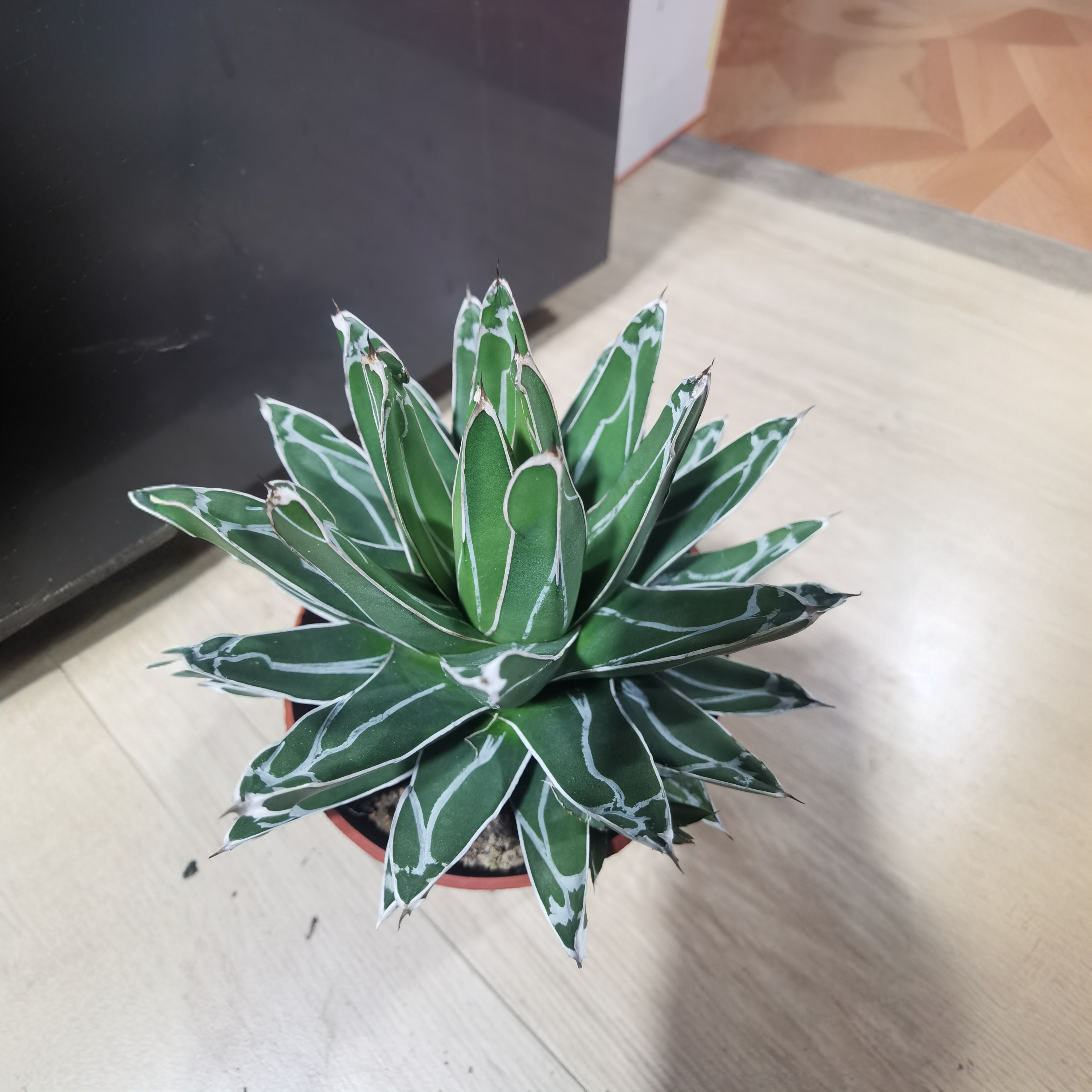 满18包邮 （笹之雪）