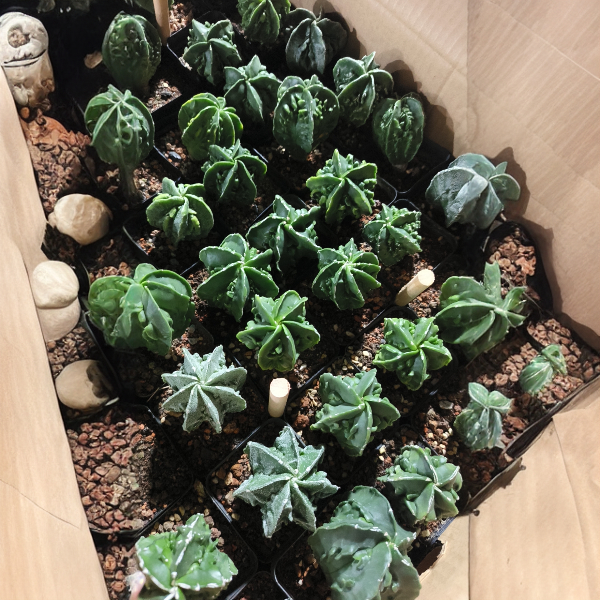 满18包邮 可寄养（核桃）1颗