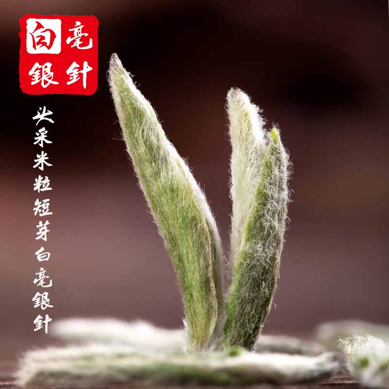 【白毫银针】福鼎白茶头采特级2023年新春茶头采太姥山脉老木盒装