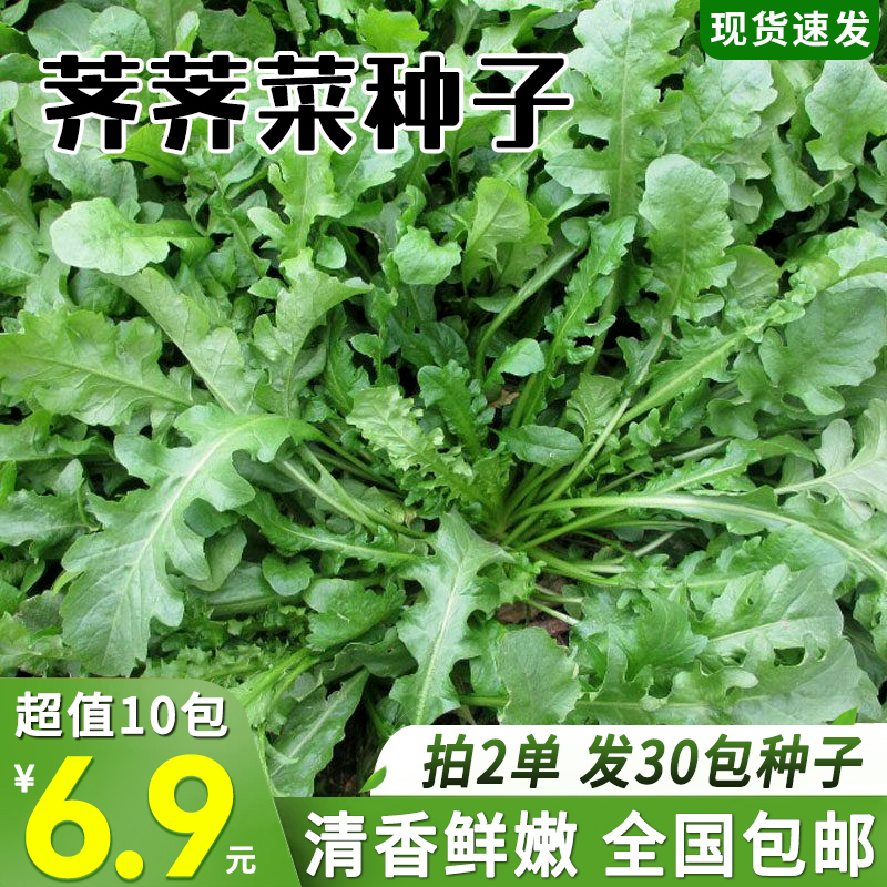 【6.9元10包 拍2单发30】荠菜种子农家菜菱角菜种子盆栽荠荠菜种籽