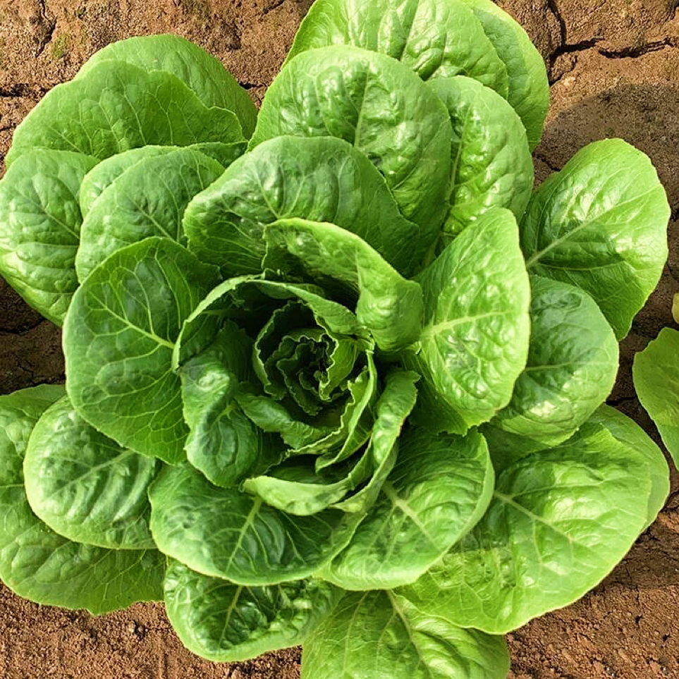 【孔雀菜种子】生菜种子精品沙拉开屏菜春季四季盆栽阳台种植蔬菜