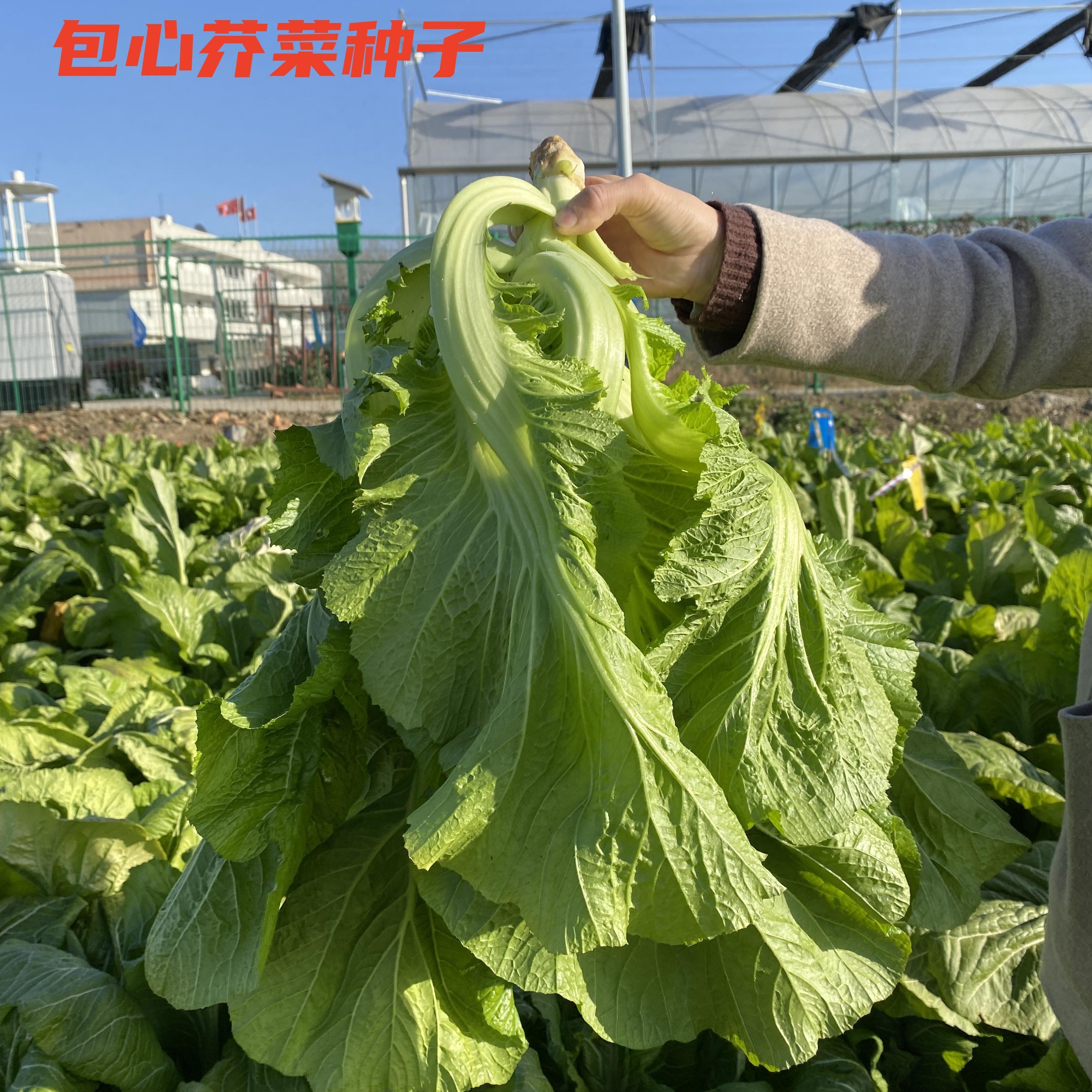 包心芥菜种子高钙菜庭院阳台种菜籽盆栽四季播家庭春季蔬菜种籽