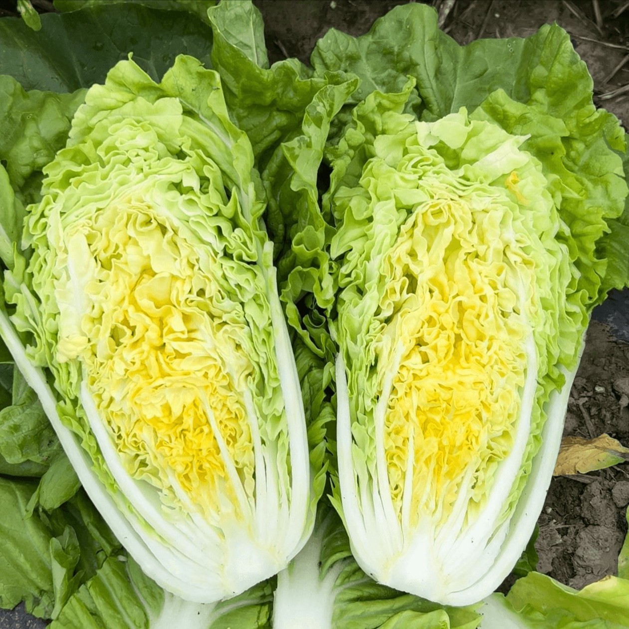 【快菜种子】四季种子耐热耐湿高产小白菜种子阳台种植简单