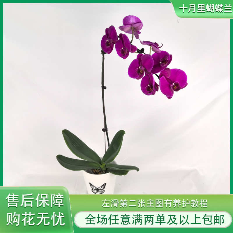 十月里蝴蝶兰【大辣椒3.5寸杯】带花带花苞 任意满两单及以上包邮