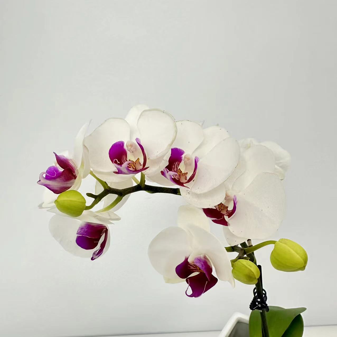 十月里蝴蝶兰【雪玉 双梗】带花带花苞发货