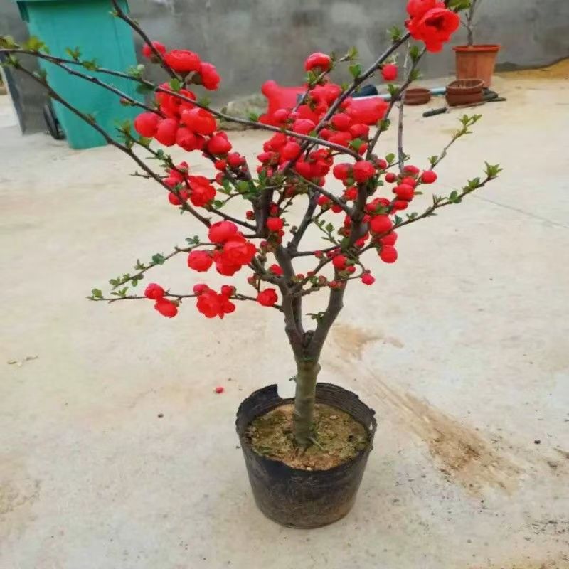 长寿冠海棠盆栽盆景耐寒室内室外阳台庭院花卉