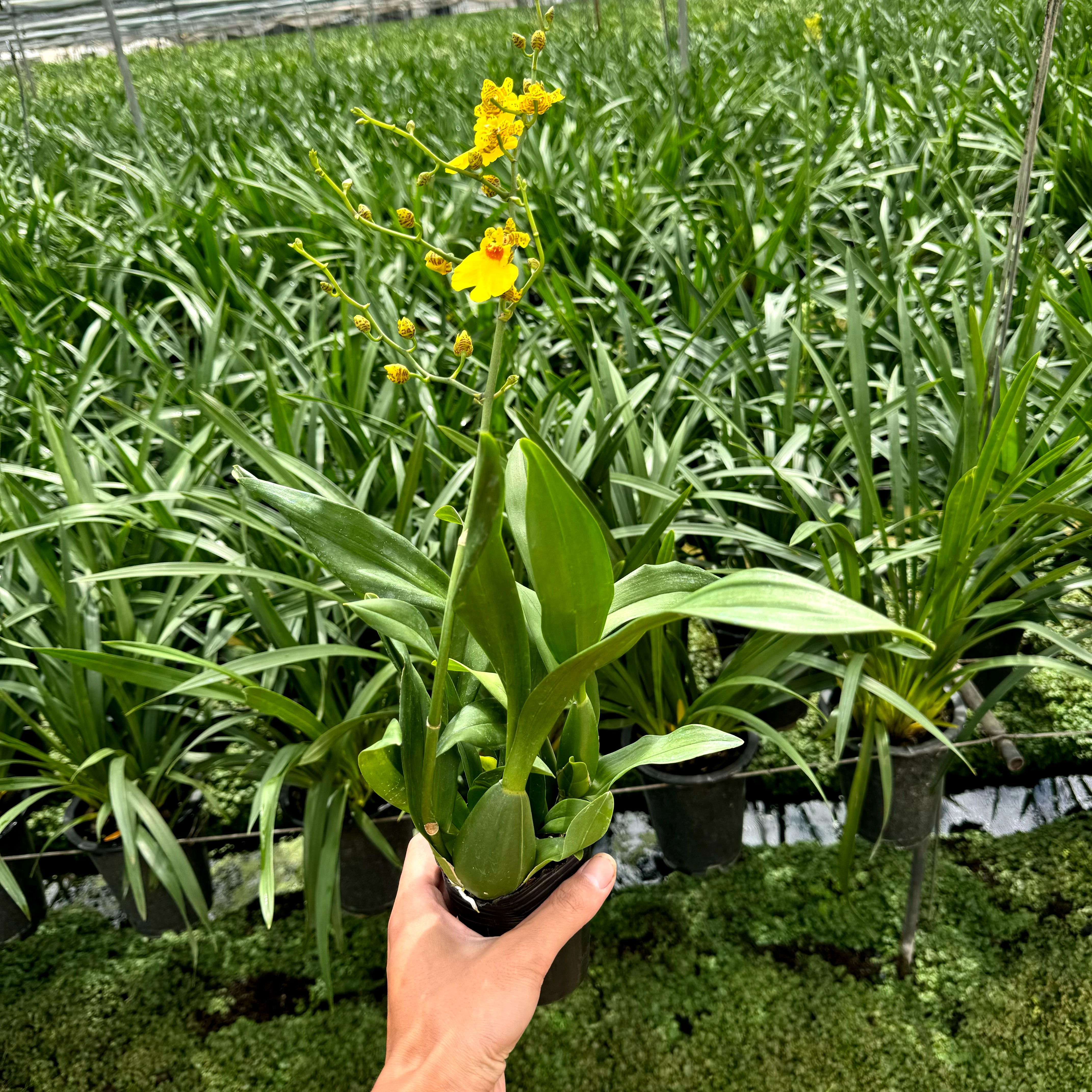 一物一拍大花蕙兰【以直播间为准】