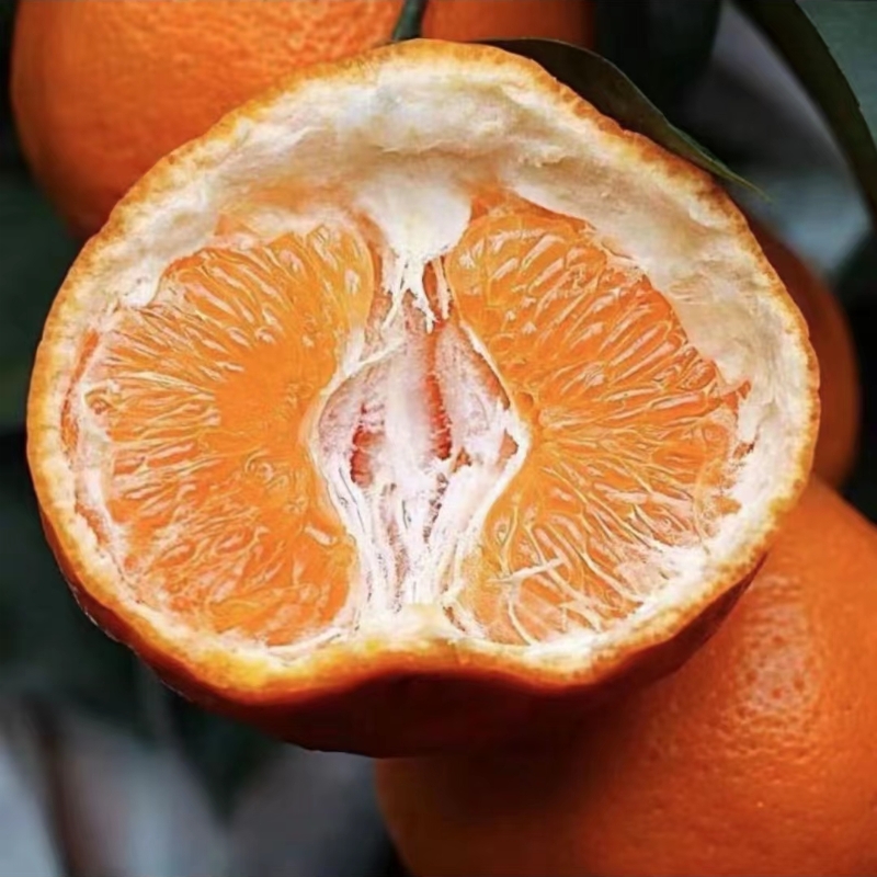 【正宗四川不知火丑橘】超新鲜高山丑橘橘子当季水果酸酸甜甜2-9斤