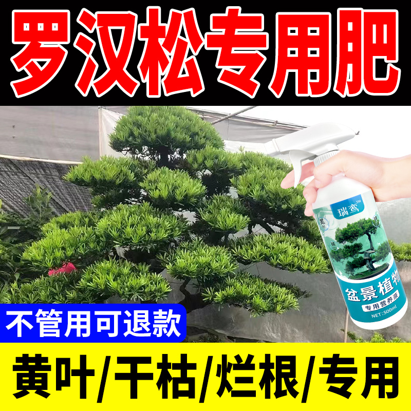 罗汉松专用肥室内绿植老桩盆景营养液松树防黄叶干枯三合一肥料