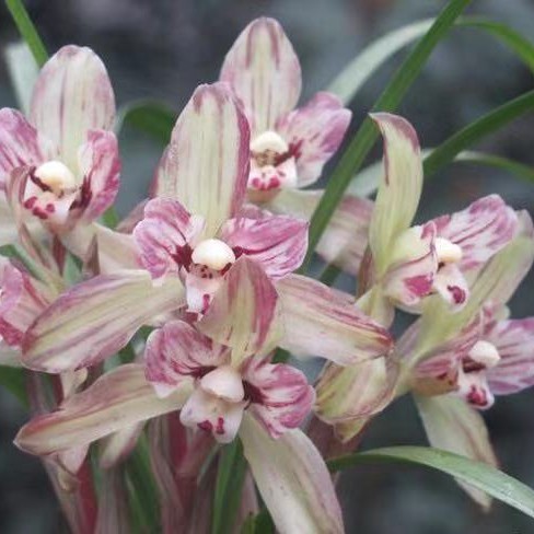 春剑一杆多花清香