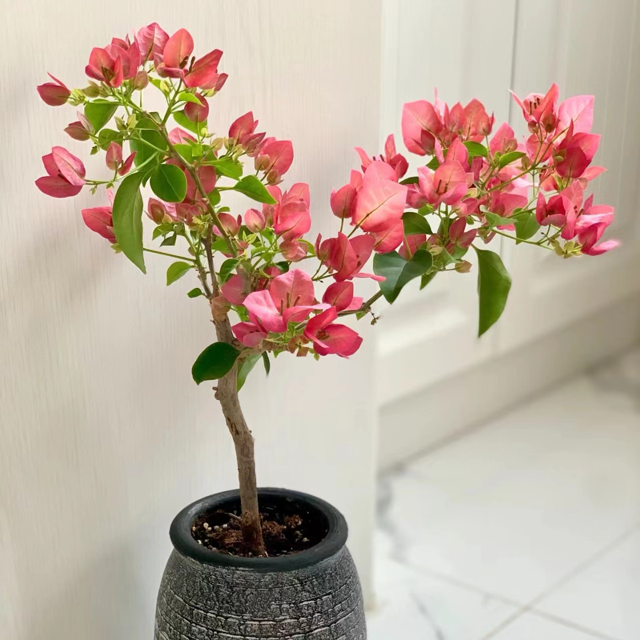 不甜西瓜勤花三角梅梅花盆栽庭院绿植四季开花花卉